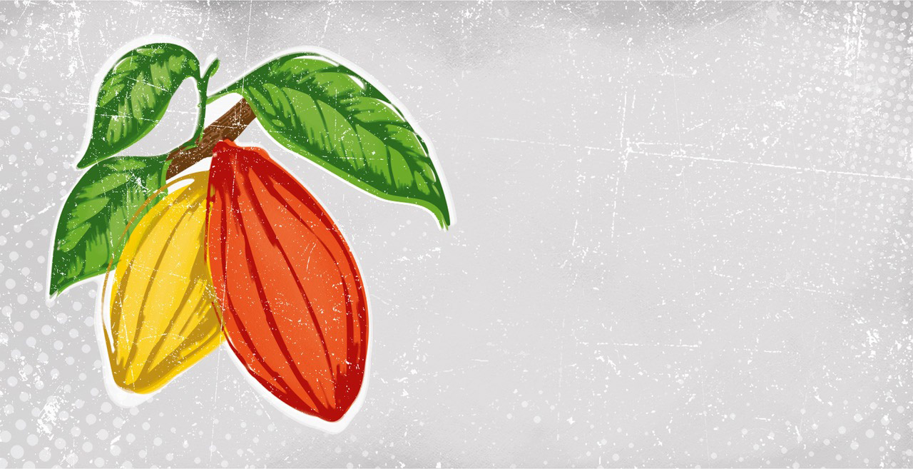 Cacaofruit grows in regions surrounding the equator