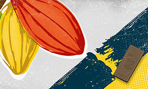 Cacaofruit grows in regions surrounding the equator