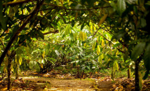 Cacao trees. The whole cacaofruit is used to make WholeFruit Chocolate