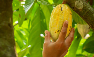 Man picking a cacao pod. The whole cacaofruit is used to make WholeFruit Chocolate.