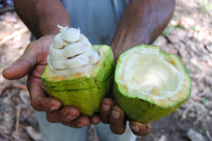 Man holding cacaofruit, used to make WholeFruit Chocolate