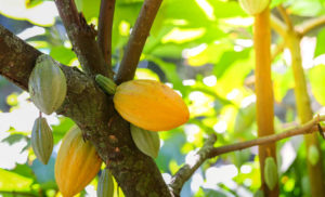 Cacao pods hanging in trees